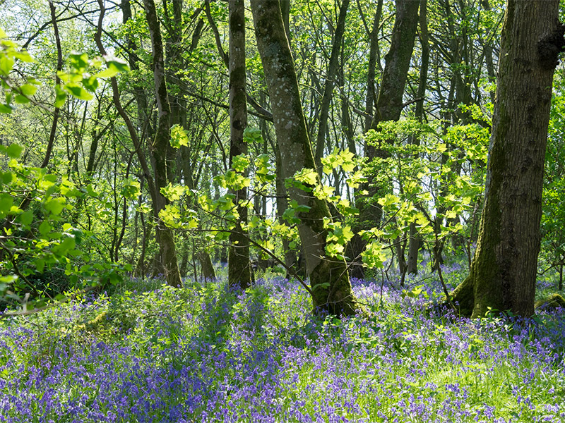 Bluebells in the forest